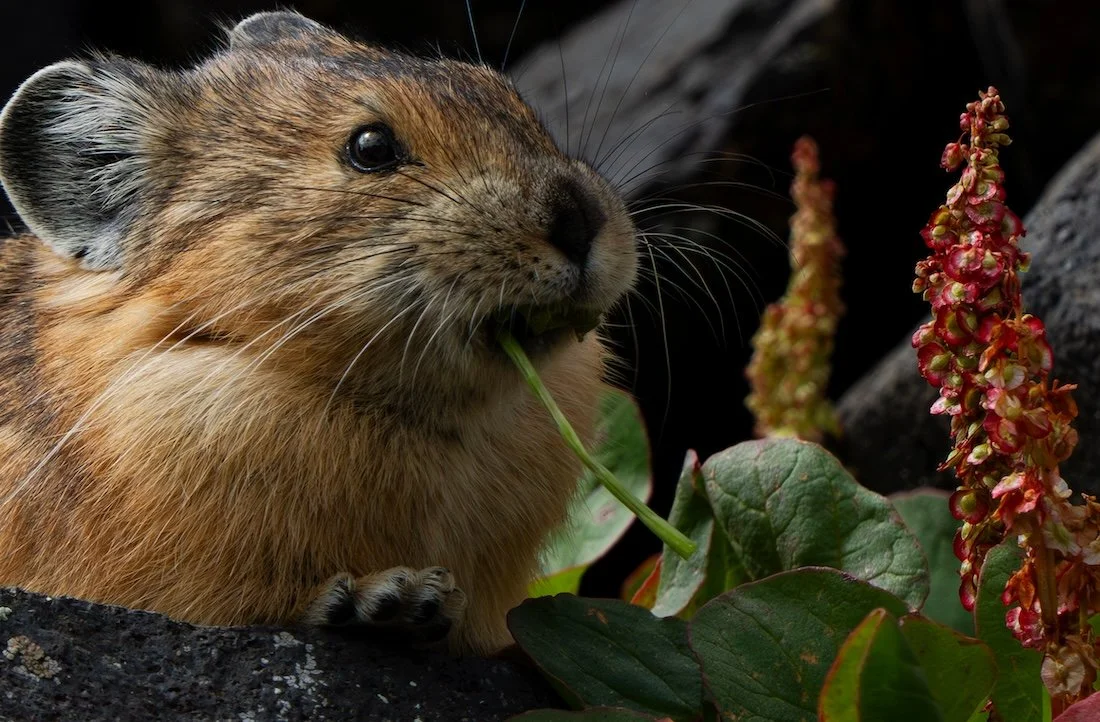 American Pika — Deirdre Denali Photography